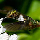 Colibri scintillant