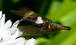 Colibri scintillant