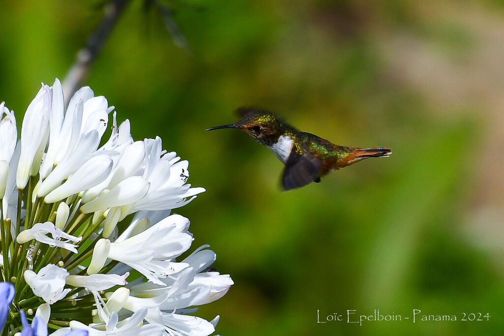 Colibri scintillant
