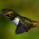 Colibri scintillant