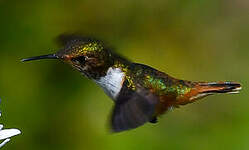Colibri scintillant