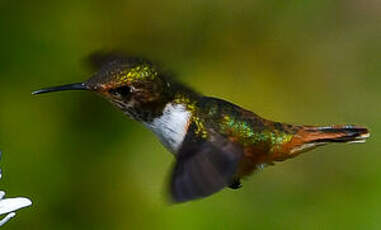 Colibri scintillant