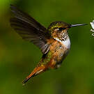 Colibri scintillant
