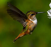 Colibri scintillant