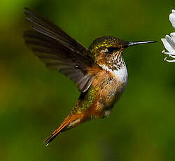 Colibri scintillant