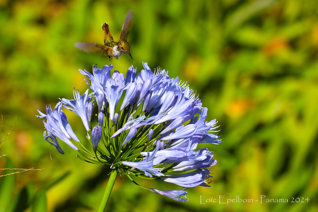 Colibri scintillant
