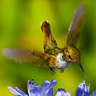 Colibri scintillant