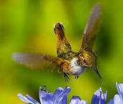 Colibri scintillant