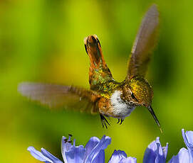 Colibri scintillant