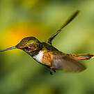 Colibri scintillant