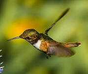Colibri scintillant