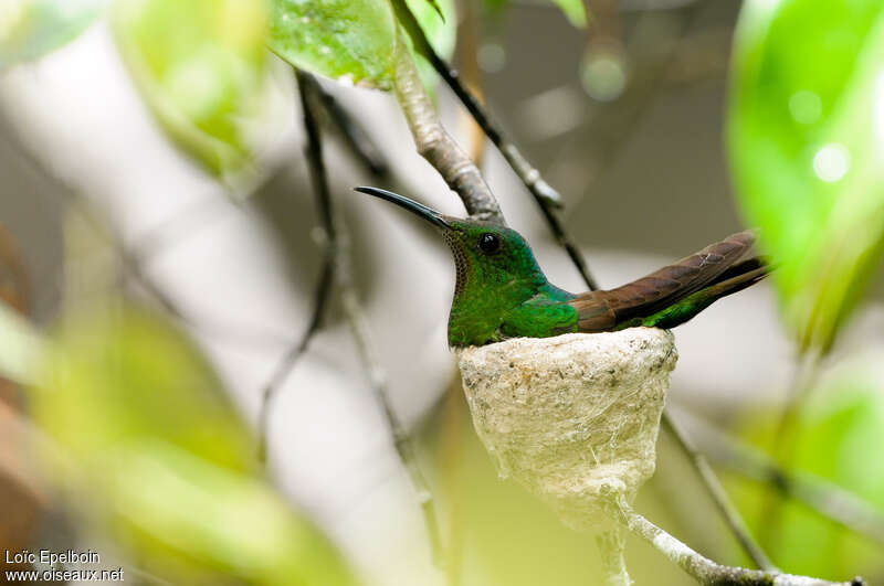 Colibri topaze femelle adulte, Nidification