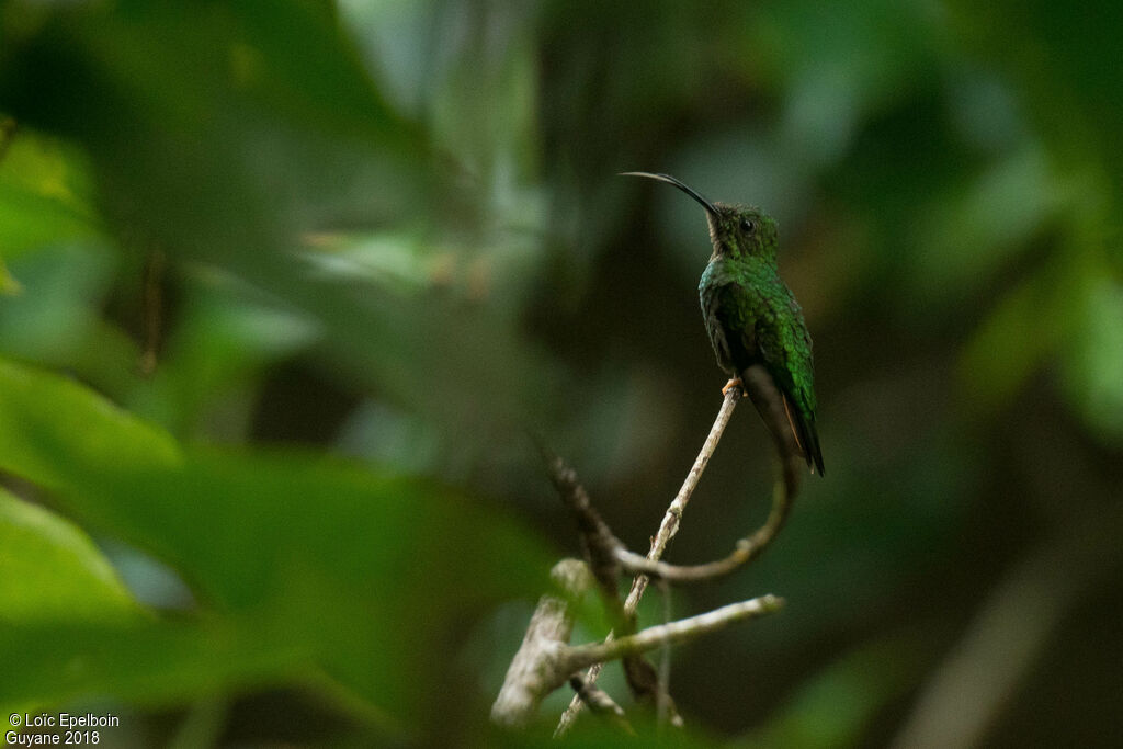 Colibri topaze