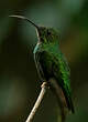 Colibri topaze