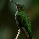 Colibri topaze