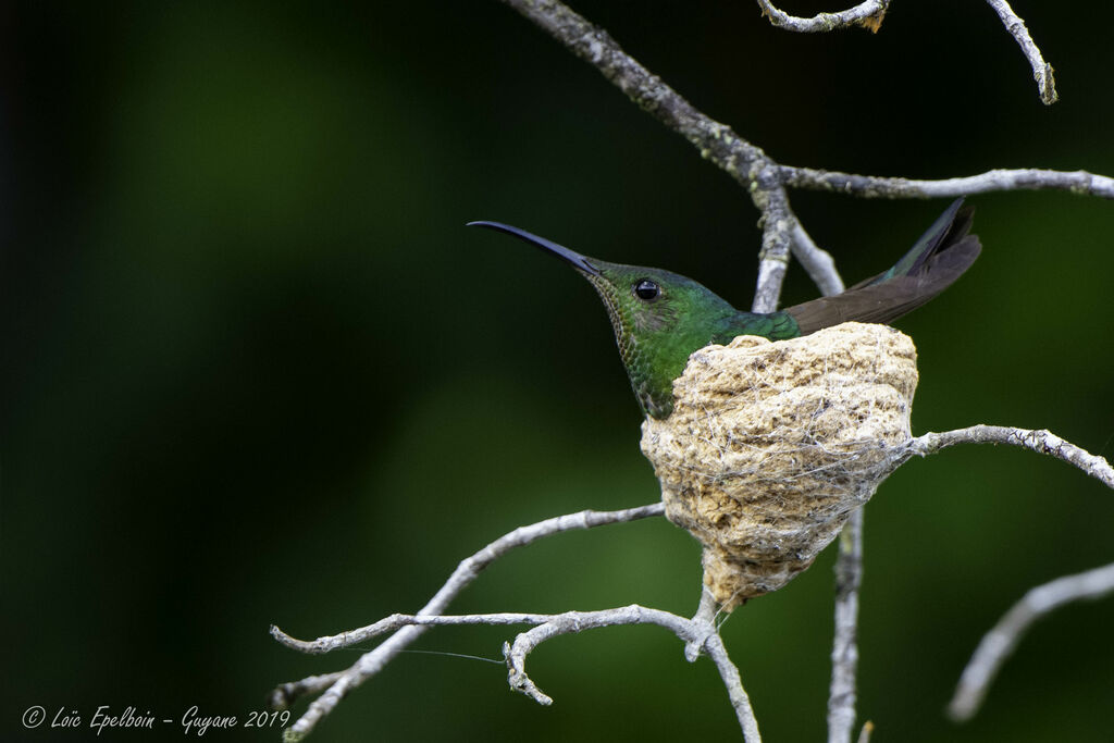 Colibri topaze