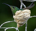 Colibri topaze