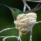 Colibri topaze