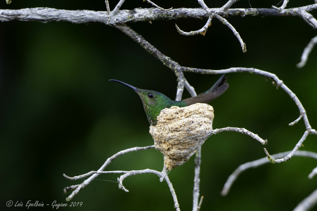 Colibri topaze