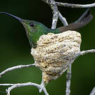 Colibri topaze