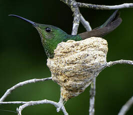 Colibri topaze