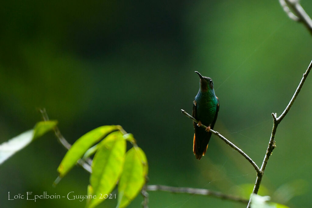 Colibri topaze