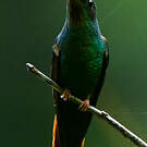 Colibri topaze