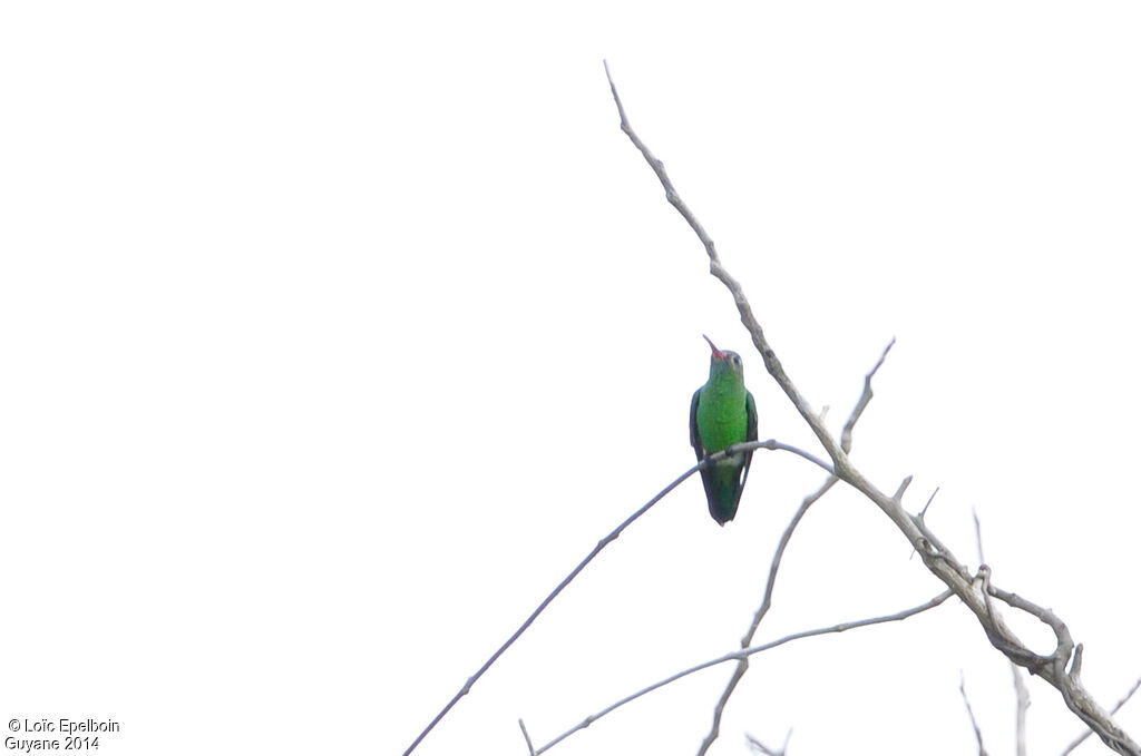 Green-tailed Goldenthroat