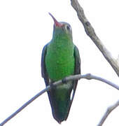 Colibri tout-vert