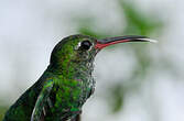 Colibri tout-vert