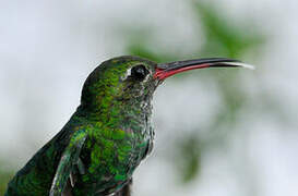 Green-tailed Goldenthroat