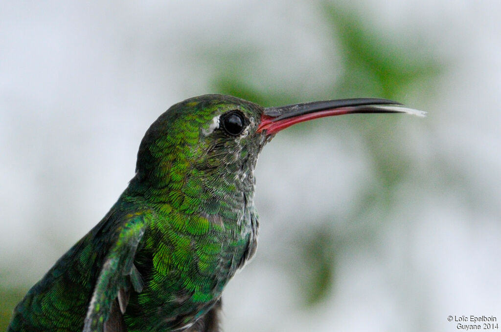 Colibri tout-vert