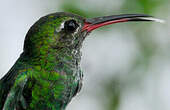 Colibri tout-vert