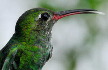 Colibri tout-vert