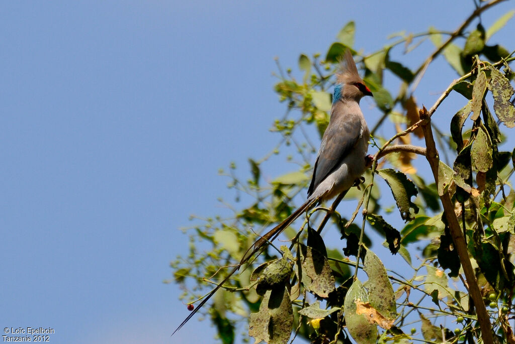 Blue-naped Mousebird