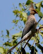 Blue-naped Mousebird