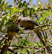 Blue-naped Mousebird