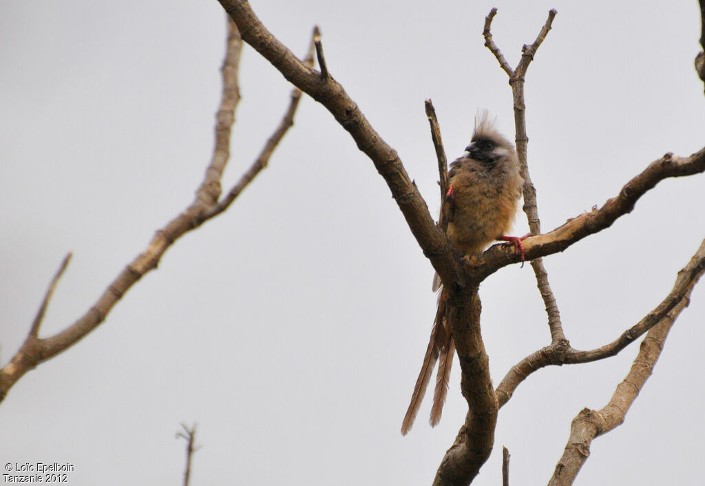 Speckled Mousebird