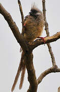 Speckled Mousebird