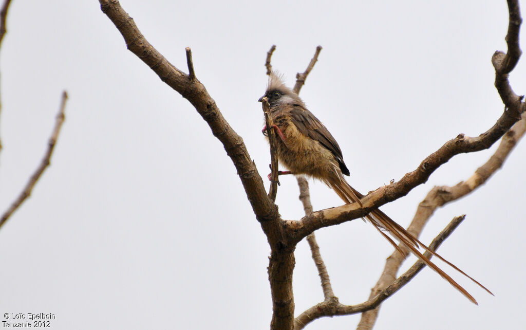 Speckled Mousebird