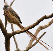 Speckled Mousebird