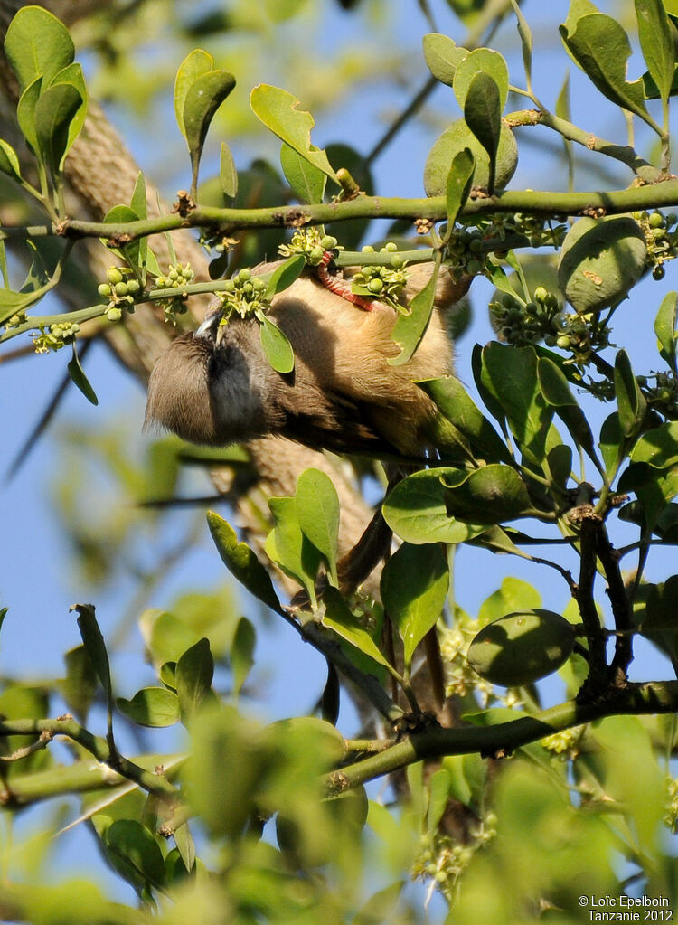 Speckled Mousebird