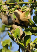 Speckled Mousebird