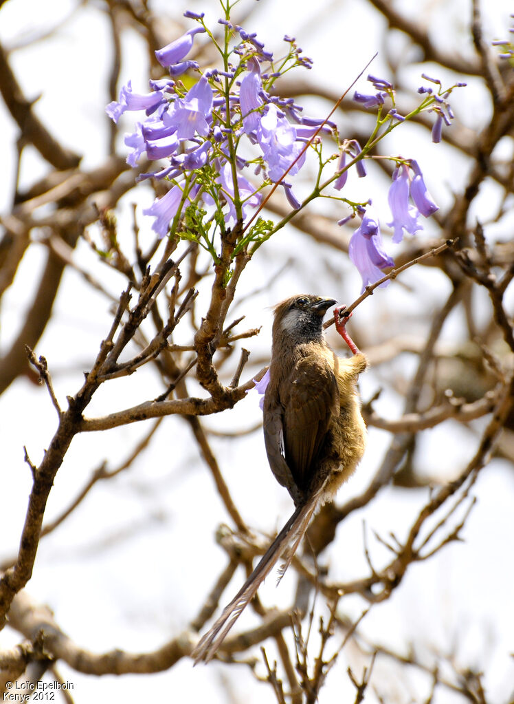 Speckled Mousebird