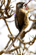 Speckled Mousebird