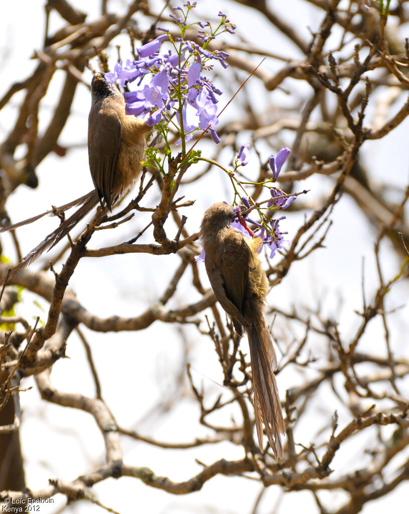 Speckled Mousebird