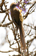 Speckled Mousebird