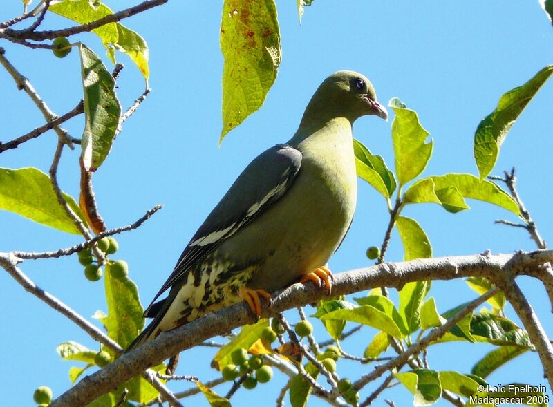 Madagascar Green Pigeon