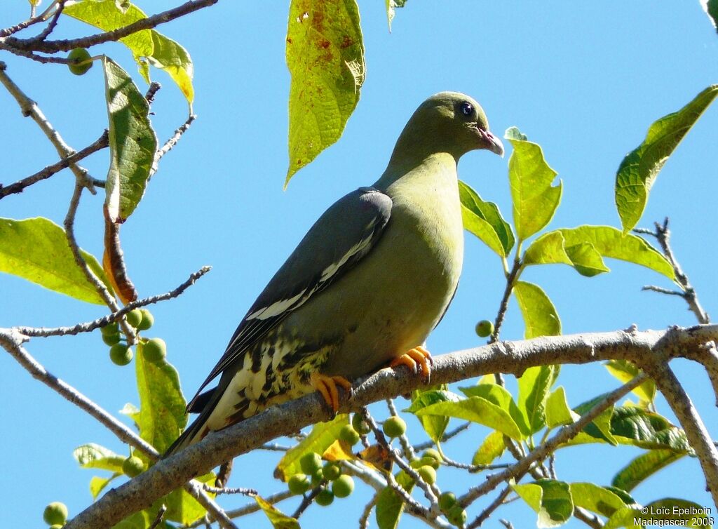 Madagascan Green Pigeon