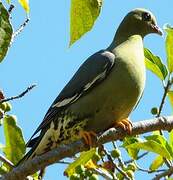 Madagascar Green Pigeon